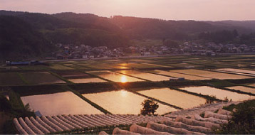 立科町の薄暮の水田