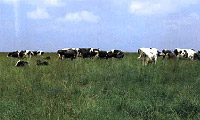 立科町の牧場と牛